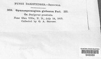 Gymnosporangium globosum image